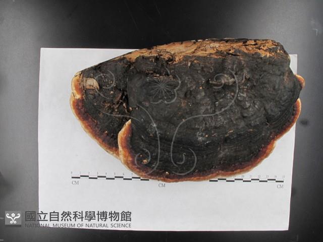 松生擬層孔菌藏品圖，第4張