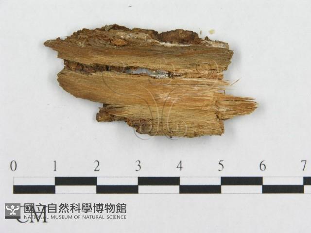 登錄號:F0017335藏品圖，第4張