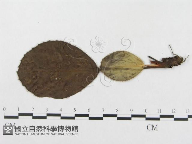 登錄號:F0019335藏品圖，第4張