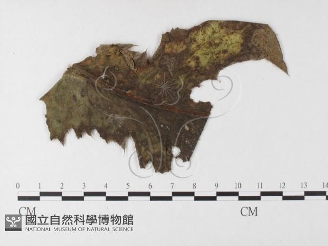 登錄號:F0026275藏品圖，第4張