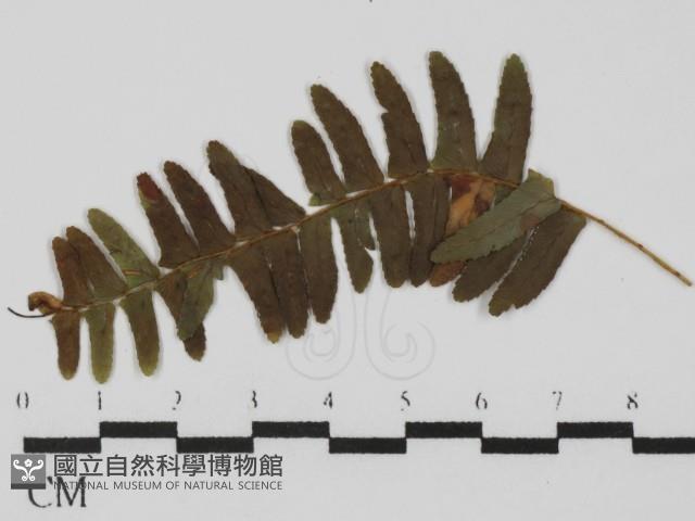 登錄號:F0021275藏品圖，第4張