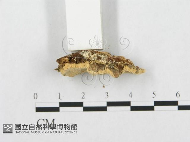 Accession Number:F0007275 Collection Image, Figure 4, Total 4 Figures