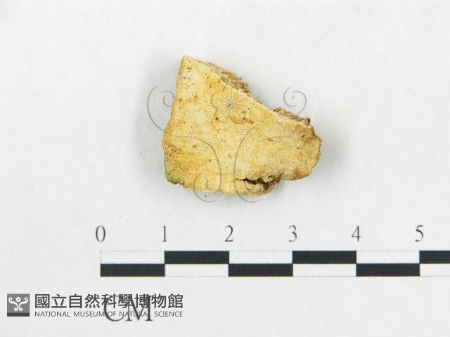 硬孔菌屬藏品圖，第4張