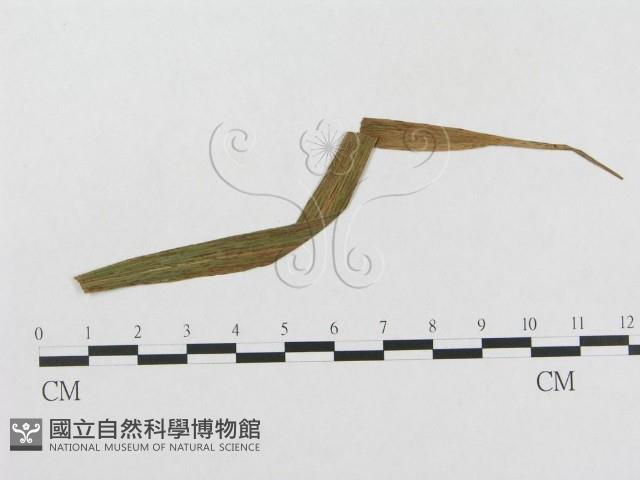 登錄號:F0019275藏品圖，第4張