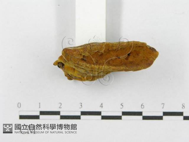 登錄號:F0010875藏品圖，第4張