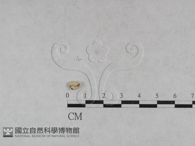 登錄號:F0027875藏品圖，第4張