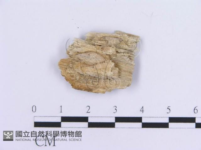 登錄號:F0017875藏品圖，第4張