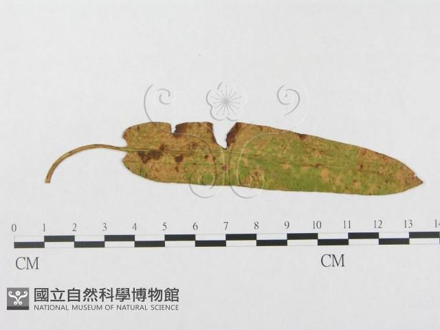 登錄號:F0018975藏品圖，第4張