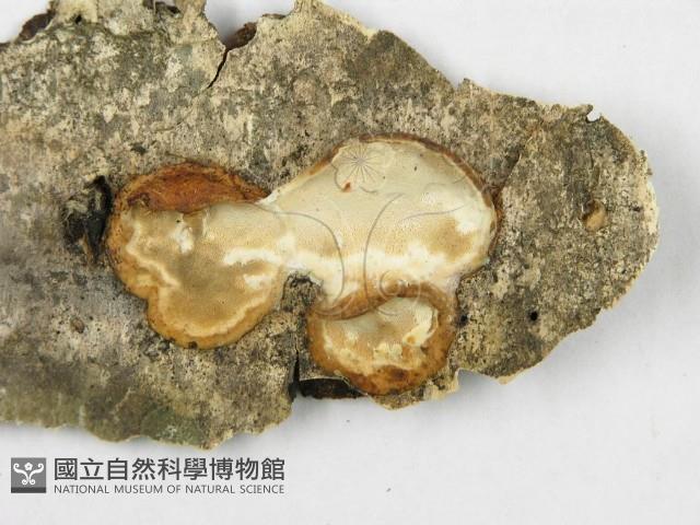骨皮菌屬藏品圖，第4張