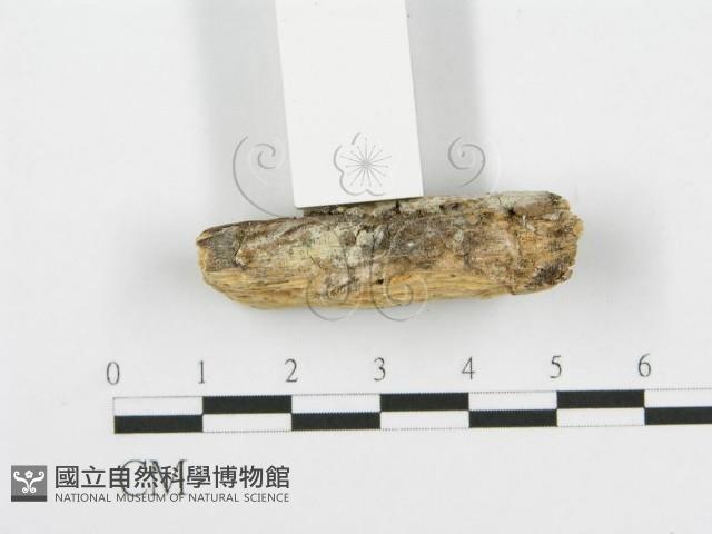 登錄號:F0014975藏品圖，第4張