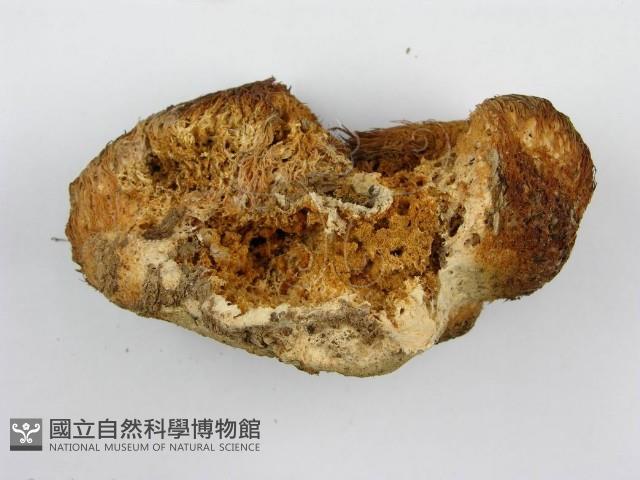 登錄號:F0010675藏品圖，第4張