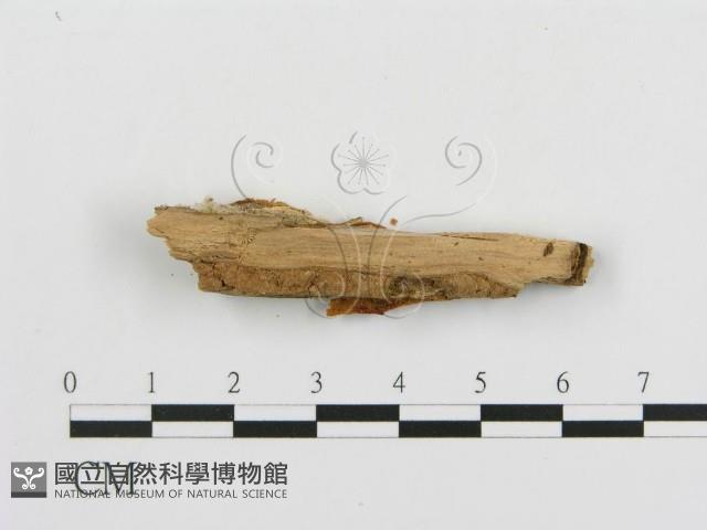 登錄號:F0006675藏品圖，第4張