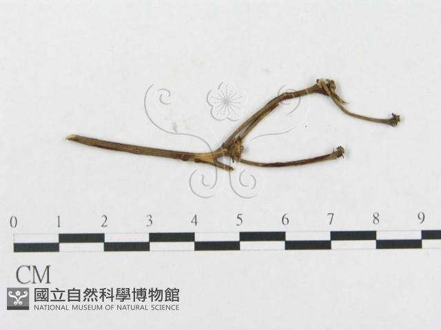 登錄號:F0011675藏品圖，第4張
