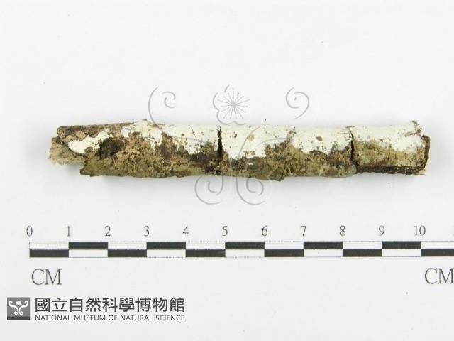 登錄號:F0020475藏品圖，第4張