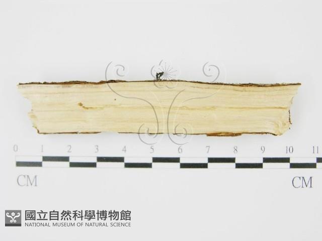 登錄號:F0010475藏品圖，第4張