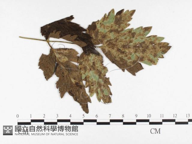 登錄號:F0026475藏品圖，第4張