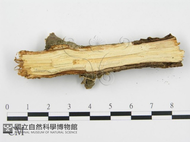 登錄號:F0004475藏品圖，第4張