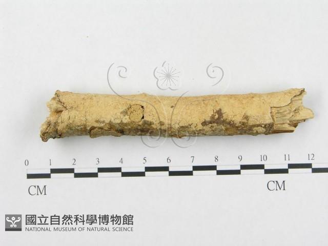 登錄號:F0002475藏品圖，第4張