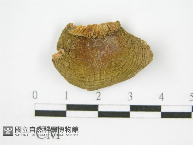 登錄號:F0012475藏品圖，第4張