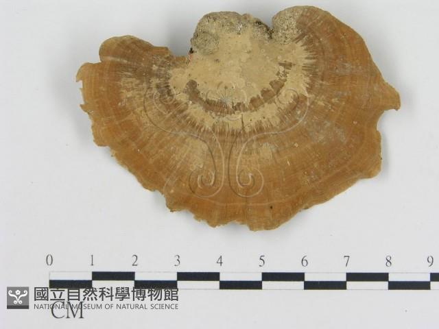 登錄號:F0018775藏品圖，第4張