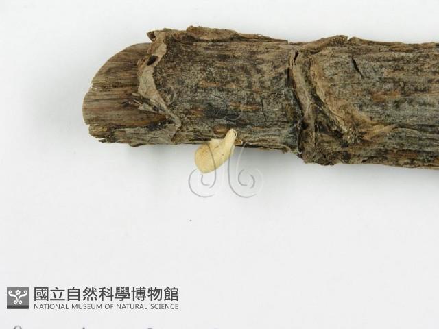 登錄號:F0010775藏品圖，第4張