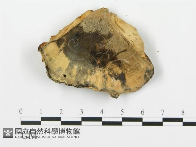 登錄號:F0019775藏品圖，第4張