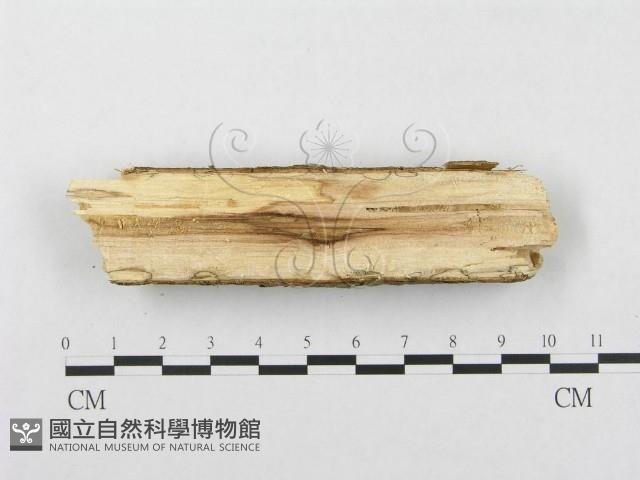 登錄號:F0001575藏品圖，第4張