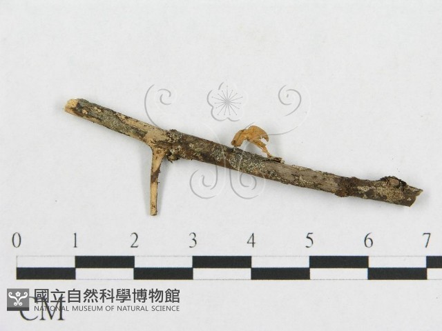登錄號:F0007575藏品圖，第4張