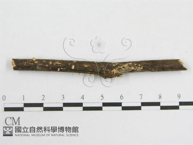 登錄號:F0005575藏品圖，第4張