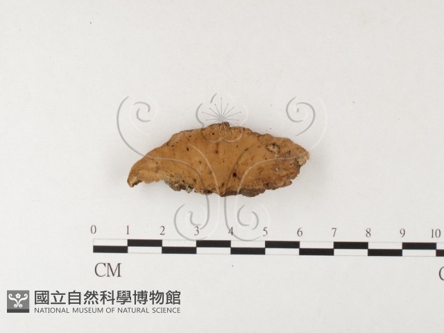 殘孔菌屬藏品圖，第4張