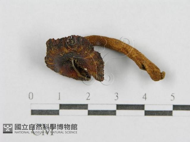 登錄號:F0016175藏品圖，第4張