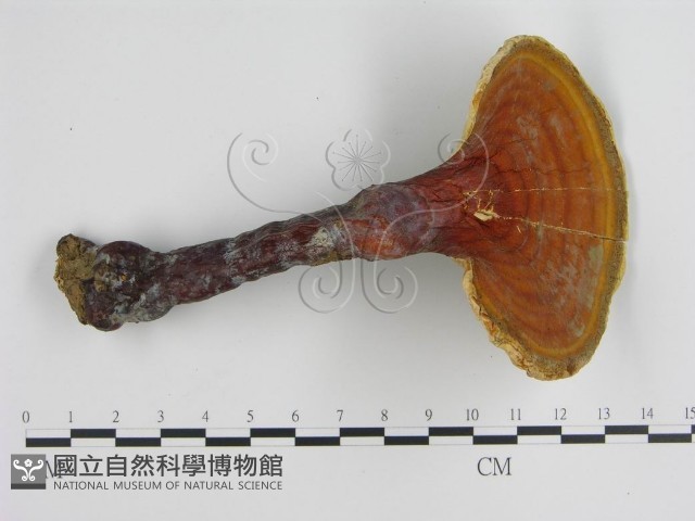 登錄號:F0007175藏品圖，第4張