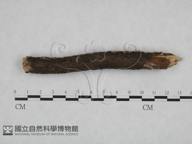 附毛菌屬藏品圖，第4張