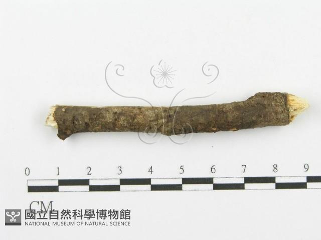 登錄號:F0000075藏品圖，第4張