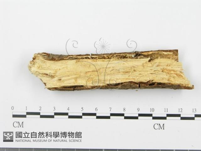 射脈菌屬藏品圖，第4張