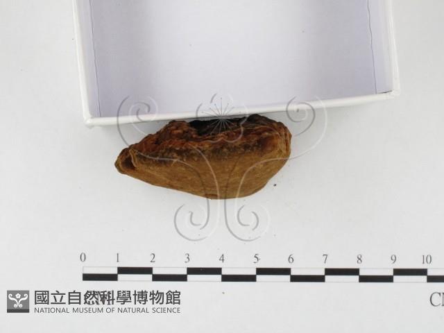 登錄號:F0026075藏品圖，第4張