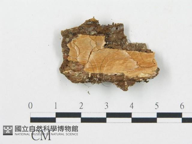 登錄號:F0006075藏品圖，第4張