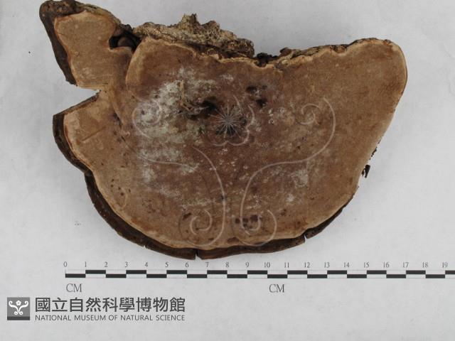 登錄號:F0005075藏品圖，第4張