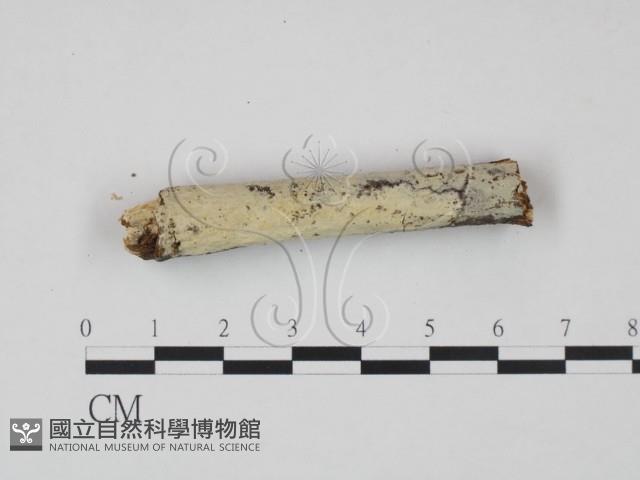 冇骨消絲齒菌藏品圖，第4張