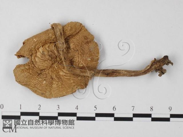 登錄號:F0013075藏品圖，第4張