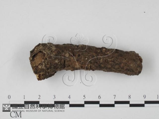 登錄號:F0010375藏品圖，第4張