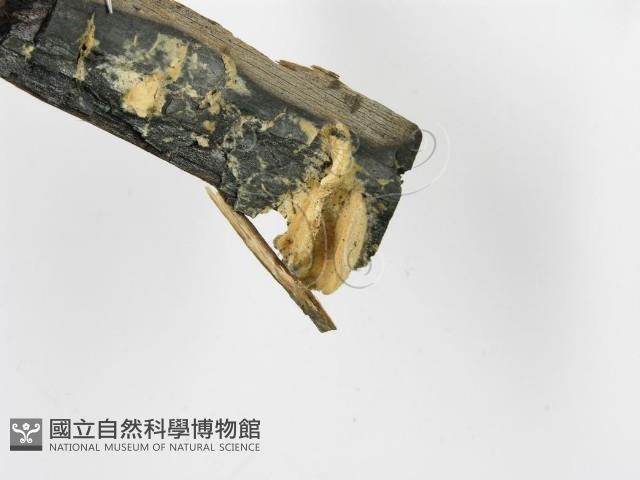 登錄號:F0006375藏品圖，第4張