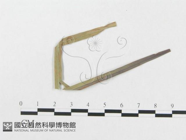 登錄號:F0019375藏品圖，第4張