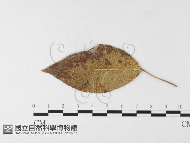 登錄號:F0026269藏品圖，第4張