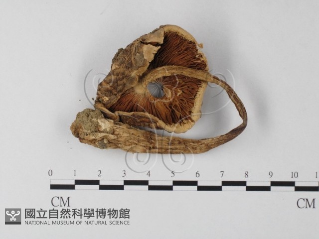 登錄號:F0002269藏品圖，第1張