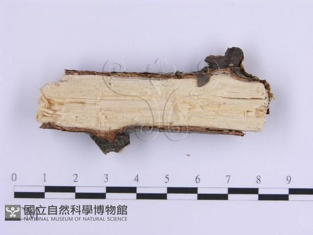 登錄號:F0017869藏品圖，第4張
