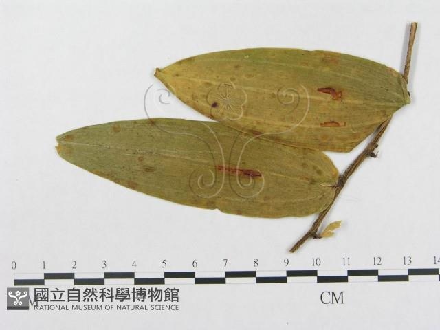 登錄號:F0018969藏品圖，第4張