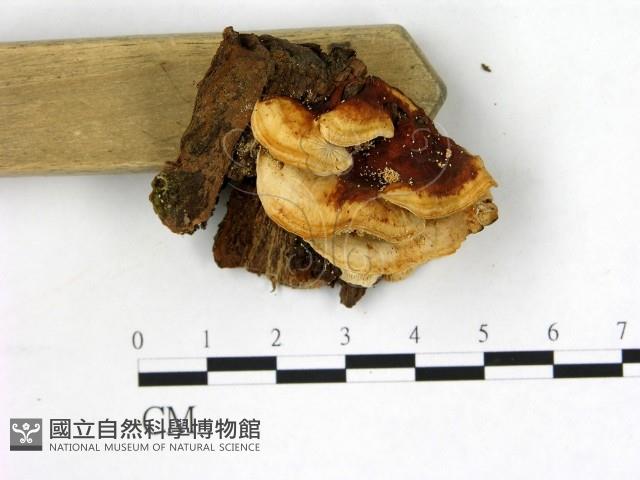 登錄號:F0013669藏品圖，第4張