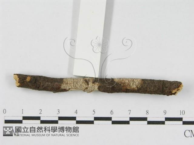 登錄號:F0010469藏品圖，第4張