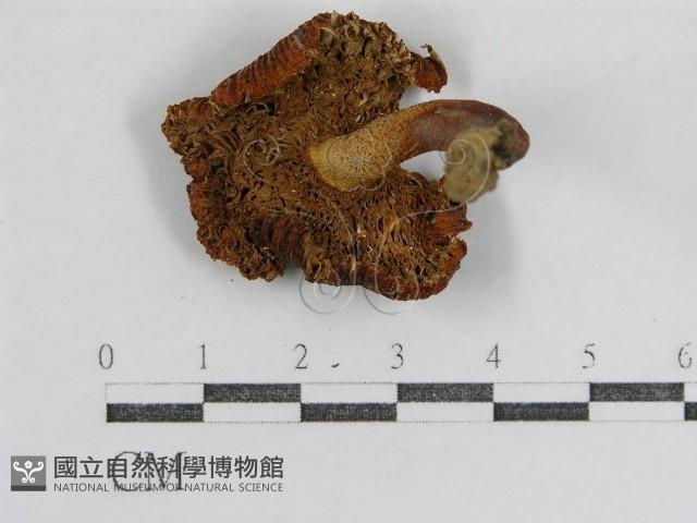 登錄號:F0003469藏品圖，第4張